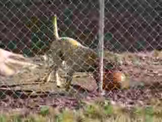Dog Balancing Ball